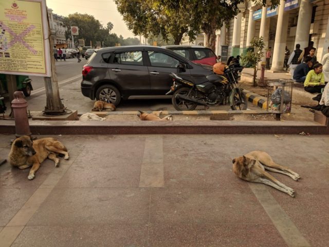 A country bursting with people wants to control its animal population