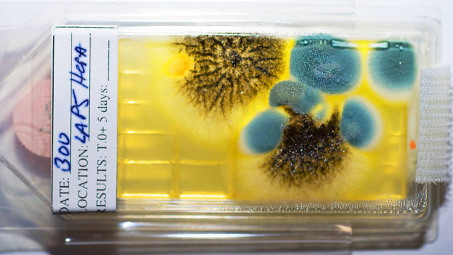 Why fungi adapt so well to life in space