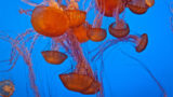 Chocolate-covered jellyfish, anyone?