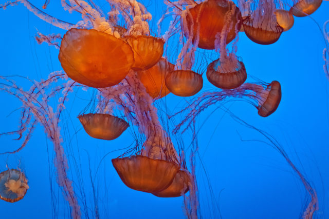 Chocolate-covered jellyfish, anyone?