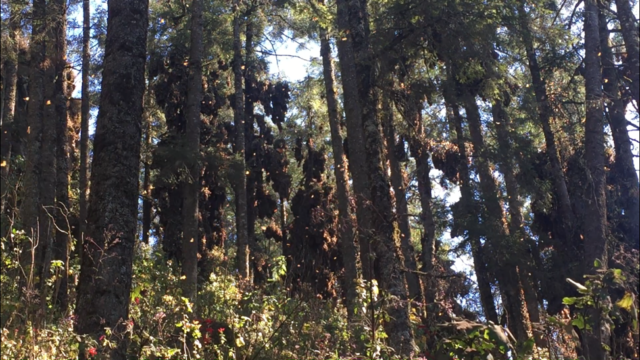 We need a better way to measure monarch populations
