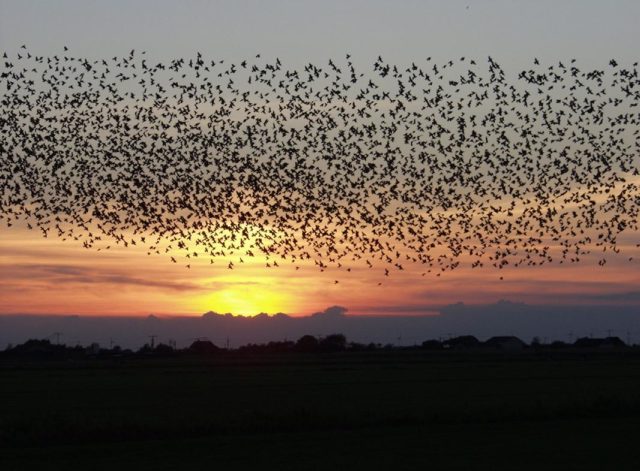 PODCAST: Scientists are training computers to spy on birds using sound
