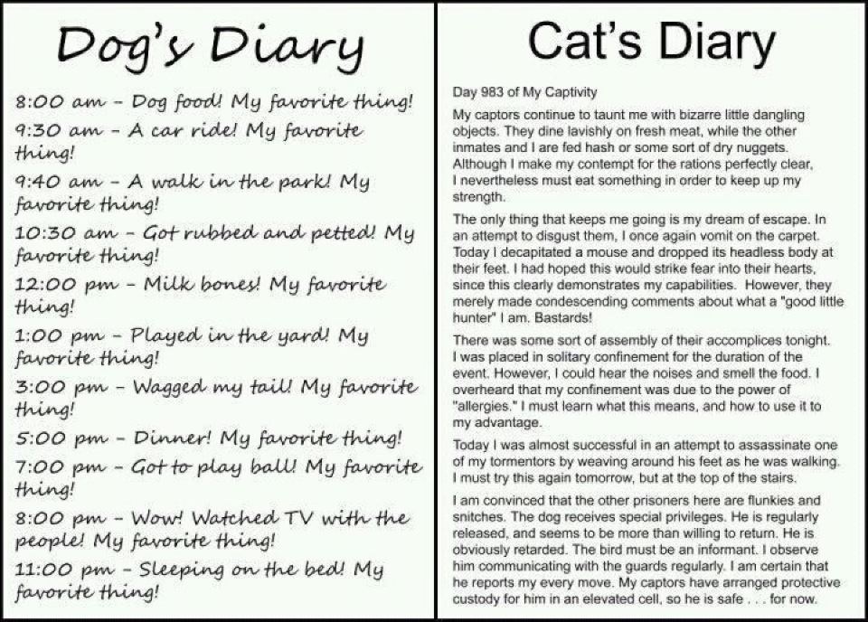 facts why dogs are better than cats