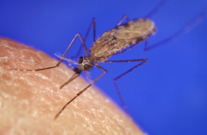 The blood-feeding <i> Anopheles gambiae </i> mosquito is one of the leading malaria vectors in the world. CREDIT: CDC/ JAMES D. GATHANY