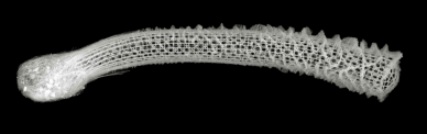 This sponge is built to last. CREDIT: JAMES WEAVER AND DANIEL MORSE, UCSB