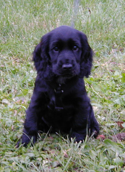 This pup means business. Or at least he thinks so. CREDIT: KESSA LIGERRO  