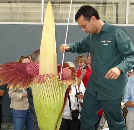 Alessandro Chiari, Ph.D., plant propagator at Brooklyn Botanic Garden, pollinating the corpse flower. [CREDIT: THE BROOKLYN BOTANIC GARDEN]