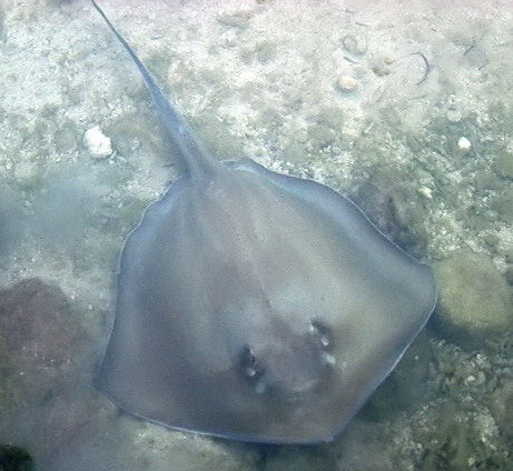 giant stingray attack