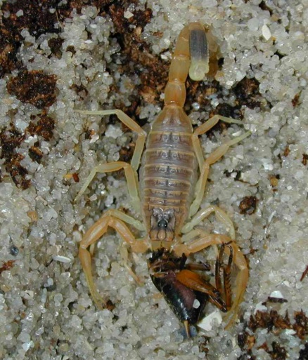 Giant Yellow Israeli scorpions prefer cockroaches. [CREDIT: JAN OVE REIN, THE SCORPION FILES]