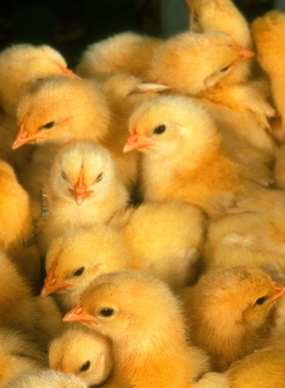 Stowaway chicks? [CREDIT: Keith Weller, USDA]