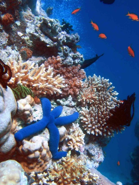 [BLUE STARFISH RESTING ON HARD CORAL IN AUSTRALIA'S GREAT BARRIER REEF. CREDIT: RICHARD LING, WIKIPEDIA]