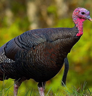 Dinner's here!
[Wild Turkey. CREDIT: WIKIPEDIA]