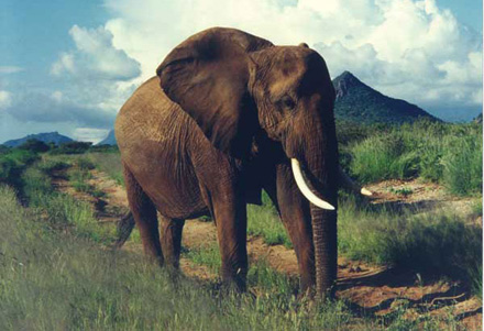 Wildlife in the Savanna. [African elephant. CREDIT: cdc.gov]