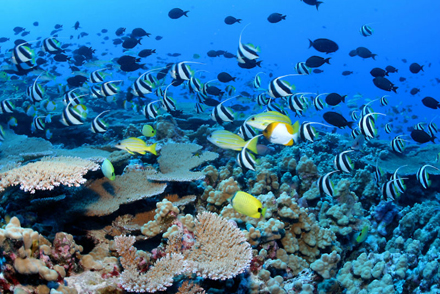 Coral reef sea life. [CREDIT: WIKIPEDIA.ORG]