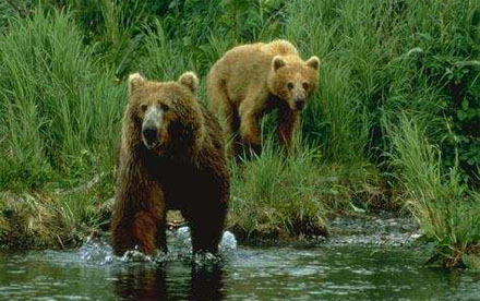 Kodiak bears. [CREDIT:Kodiak.org]