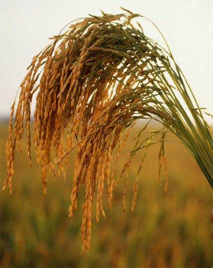 In the face of global warming, how will our crops fare? [US long grain rice. CREDIT: KEITH WELLER FOR THE U.S.D.A.]