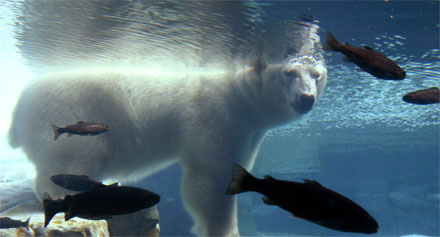 A polar bear takes a dip. [CREDIT: RACHELE COOPER]