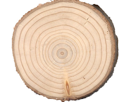 Cross section of a Douglas Fir. [CREDIT: H.D. GRISSINO-MAYER]