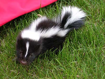 A baby skunk looking for a playmate. [CREDIT: KANKLEBORG.NET]