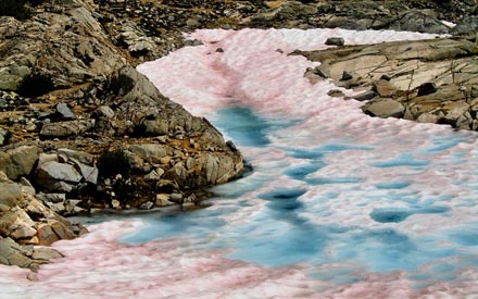 The pink color on this snow is from snow algae--the effect is sometimes referred to as watermelon snow. [CREDIT: LARS JENSEN]
