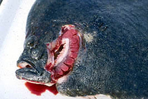 Viral hemorrhagic septicemia infection in a turbot fish. [CREDIT: FISHERIES RESEARCH SERVICES]