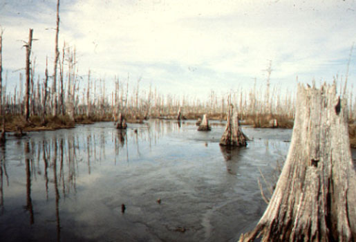 A "ghost forest" from chronic salt water intrusion in Terrebonne Parish, Louisiana. [CREDIT: U.S.G.S. National Wetlands Research Center]