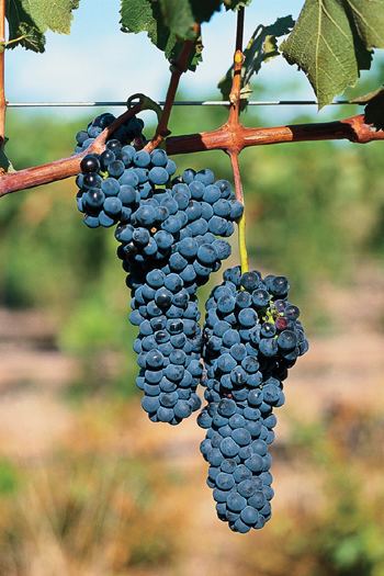 A bunch of Shirazz grapes in the Limestone Quarry Vineyard, Wrattonbully, South Australia. [CREDIT: Image courtesy of Hamilton's Ewell Vineyards, Australia]