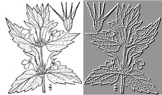 White Deadnettle [CREDIT: USDA-NRCS PLANTS Database/L.BEWLEY. Britton, N.L., and A. Brown. 1913.]