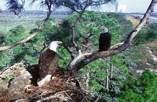 Eagles perched in the trees around Kennedy Space Center. CREDIT: [NASA.GOV]