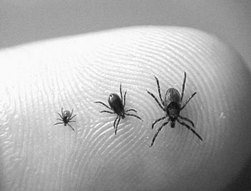Western black-legged ticks on a finger. Left to right: nymph, adult male, and adult female. [CREDIT: CALIFORNIA DEPT. OF HEALTH SERVICES]