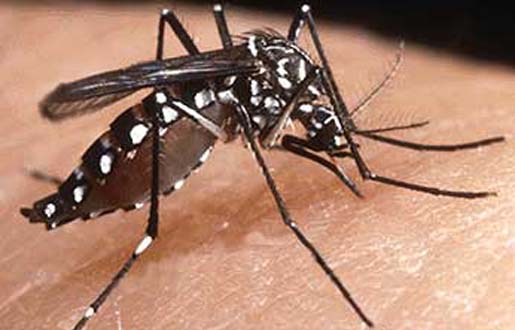 Aedes aegypti, the dengue fever spreading mosquito. [Credit: Panacea Biotech].