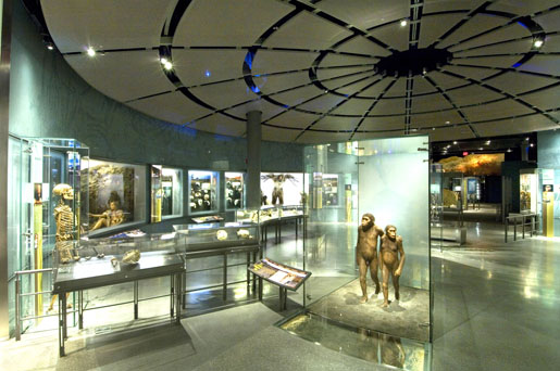 The Hall of Human Origins at the American Museum of Natural History. [Credit: the American Museum of Natural History].