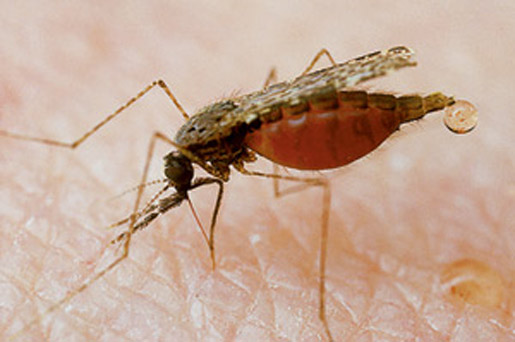 A mosquito fills up with blood as it feasts on human flesh. [CREDIT: Darlene A. Murawski/ Peter Arnold]