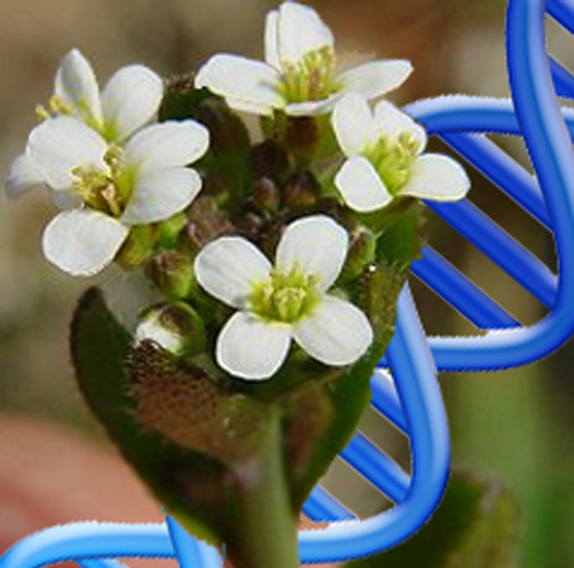 Arabidopis thaliana flowers and DNA. [Credit: L. Bewley]