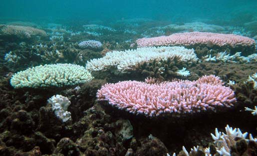 Evidence of coral bleaching. [Credit: Coral Reef Targeted Research and Capacity Building Program]