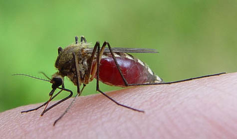 A mosquito prepares to feast on a human host. [Credit: Matti Parkkonen]