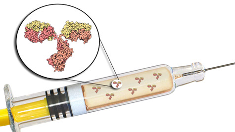 Could the antibodies in Tysabri be causing bad reactions in patients? [Credit: Syringe, Davide Guglielmo. Antibody, David S. Godsell. Compiled by Karina Hamalainen.]