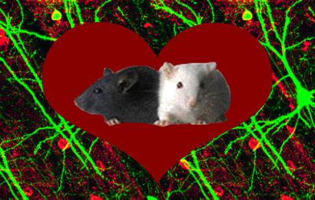 Can the chemicals that attract mice to each other help repair neurons? [Credit: Neurons, Emery Brown. Mice, NIH. Compiled by Karina Hamalainen]