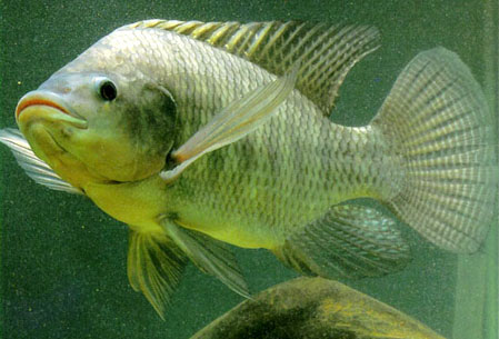 The Nile tilapia's days as an invasive species may be numbered. [Credit: World Fish Center]
