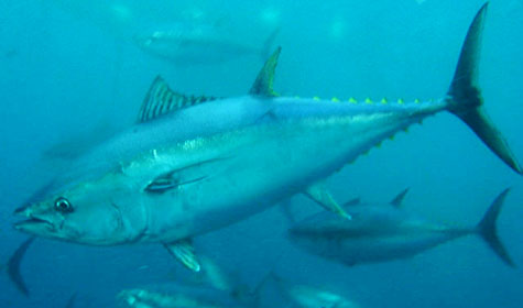 The bluefin tuna population of the western Atlantic has plummeted more than 90 percent since the 1970s. [Credit: Vjekoslav Ticina]