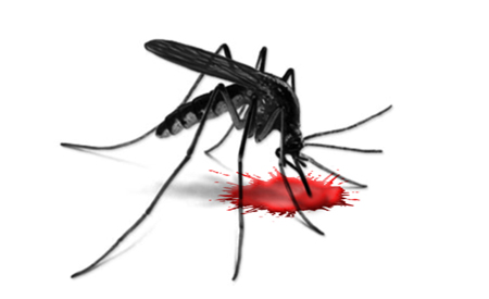 A malaria vaccine may finally be within reach. [Credit: Zoran Ozetsky]