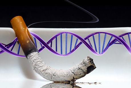 Smoking Gene | Scienceline