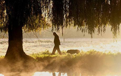 Dog walking in conservation areas reduces diversity of the bird population, according to a recent study. [Credit: Nicolas Masse]