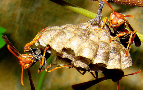 Wasps' behavior is strongly influenced by the maternal care they receive, according to a new study. [Credit: Eric Wheeler]