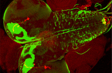 The brain of a fruit fly larva, stained with a fluorescent protein to highlight the mushroom bodies. 
[Credit: Jonathan Leventhal]