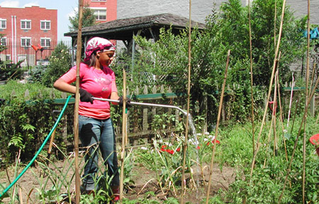 Watering a garden plot.
[Photo courtesy of CENYC]