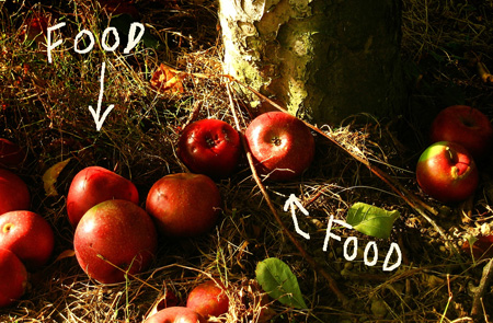 Surpluses of fruit in urban areas should go to the hungry instead of the ground, some say. <br>[Photo credit: 'r-z' from Flickr]