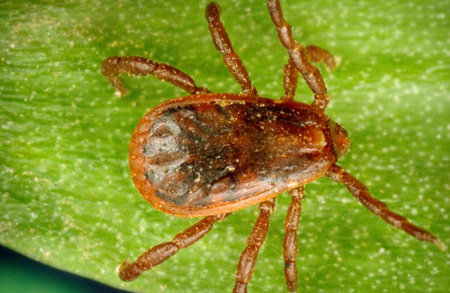 A male “brown dog tick,” Rhipicephalus sanguineus. [Credit: James Gathany/CDC]