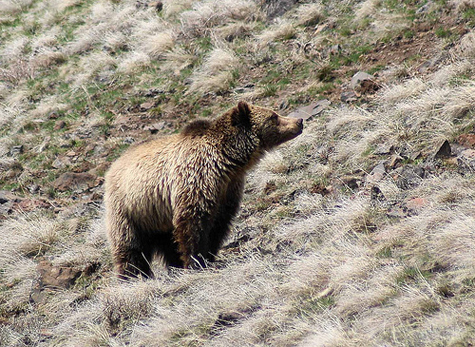 Grizzly bear on a hillside. [Credit:John Hansen]