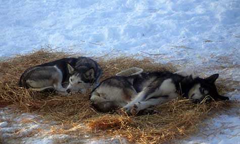 Sled dogs like Silver and Madonna are uniquely adapted to ultra-endurance racing. <br>[Credit: Brent Sass]